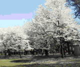 淵野辺公園の桜