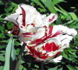 めずらしいチューリップの花1