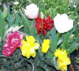 めずらしいチューリップの花