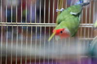 鳥籠kらも出ようかな