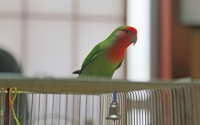 やっと鳥籠「から出てくれました