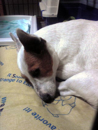R̐Qp̎ʐ^