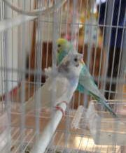 CR̂P