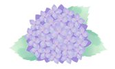紫陽花