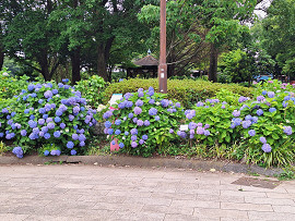 紫陽花