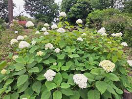 紫陽花