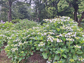 紫陽花
