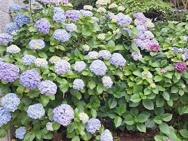 紫陽花