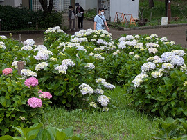 紫陽花