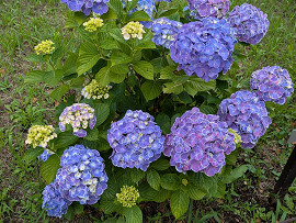 紫陽花