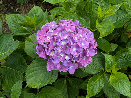 紫陽花
