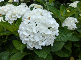 紫陽花