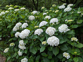 紫陽花