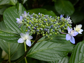 紫陽花