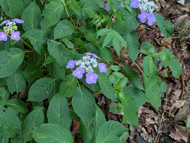 紫陽花