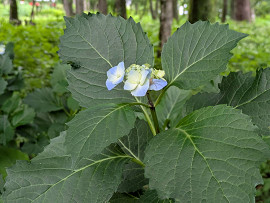 紫陽花