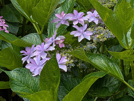 紫陽花