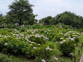 紫陽花