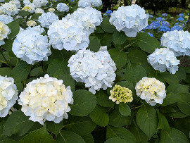 紫陽花