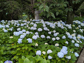 紫陽花