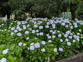 紫陽花