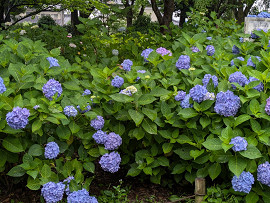紫陽花