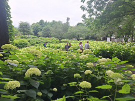 紫陽花