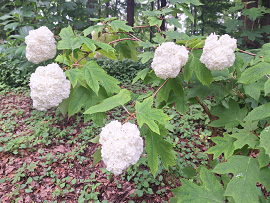 紫陽花