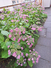 紫陽花