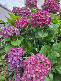 紫陽花