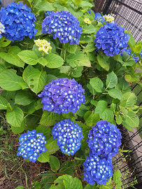 紫陽花