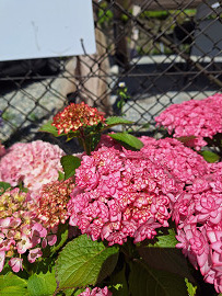 紫陽花