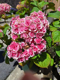 紫陽花