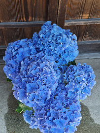 紫陽花