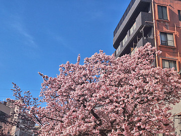 桜