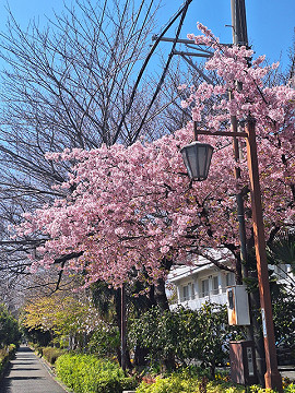桜
