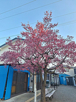 桜