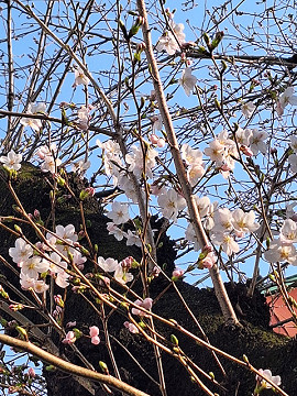 桜