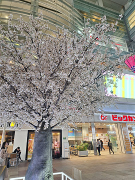 桜