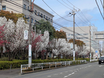 桜
