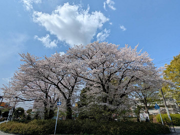 桜