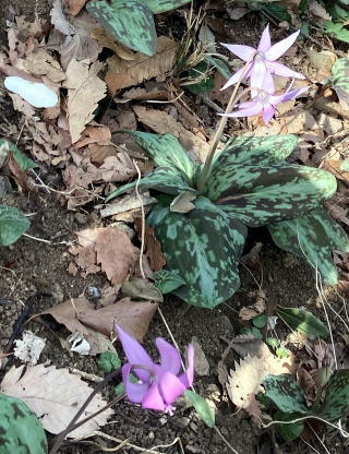 かたくりの花の写真