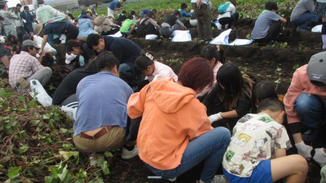 さつまいも掘り体験