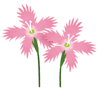 なでしこ