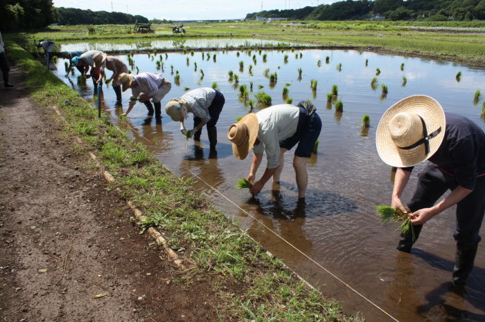 自然豊かな水田の風景