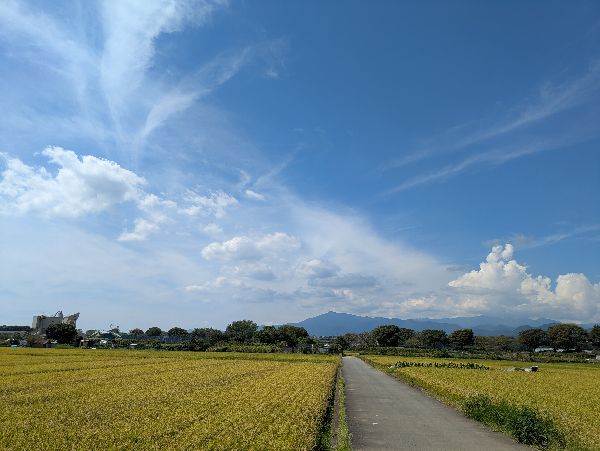 くも