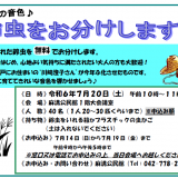 【募集】鈴虫をお分けします