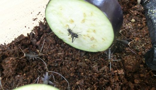 鈴虫をお分けします（事業報告）