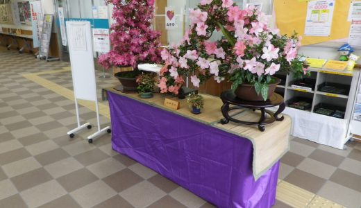 さつきの季節になりました。素晴らしい花をどうぞ、お楽しみください。