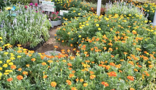 第13回花のまちづくり花壇コンテスト及びゴールド花壇認定
